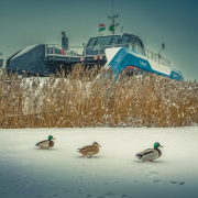 Havas komp a révben